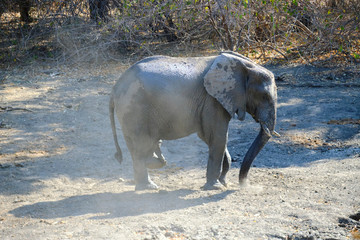 Elephant in Mana Pools National Park, Zimbabwe