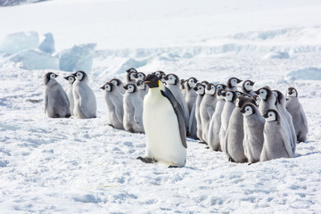 Emperor penguin colony adults and chicks, Snow Hill, Antarctica © Sam