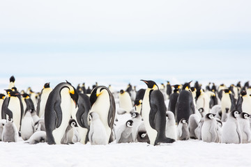 Emperor penguin colony adults and chicks, Snow Hill, Antarctica © Sam