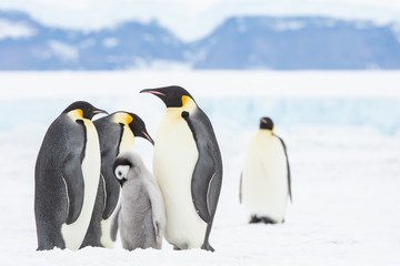 Emperor penguin colony adults and chicks, Snow Hill, Antarctica © Sam