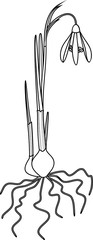 Coloring page. Snowdrop or Galanthus nivalis with flower, leaves and root system