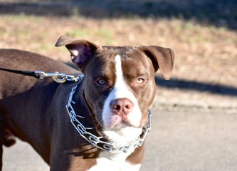 A Staffordshire Bull Terrier in Piedmont Park Atlanta 