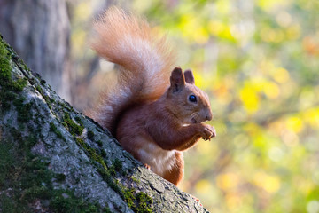 Naklejka na ściany i meble Red squirrel in the autumn park