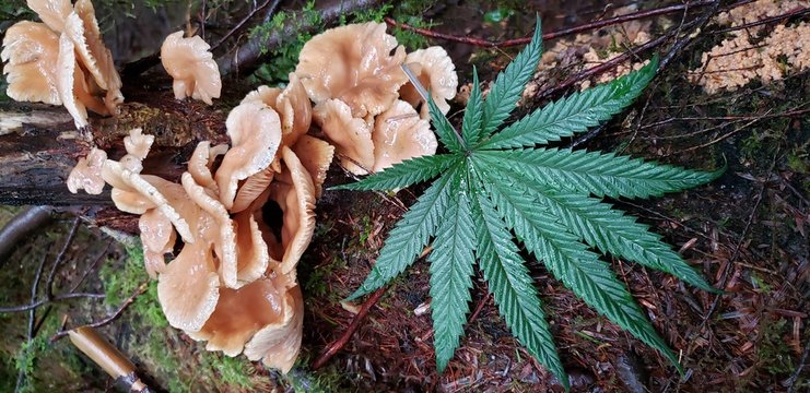 Rainforest Cannabis and Mushrooms_2