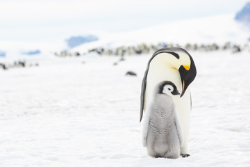 Emperor penguin colony adults and chicks, Snow Hill, Antarctica © Sam