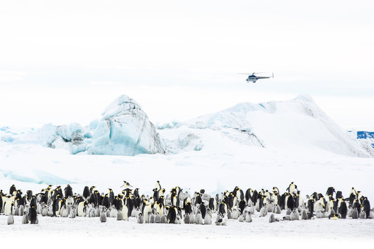 Emperor penguin colony adults and chicks, Snow Hill, Antarctica