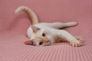 Fototapeta na wymiar cute white cat british chinchilla plays on pink plaid