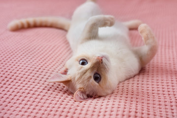Fototapeta na wymiar cute white cat british chinchilla plays on pink plaid