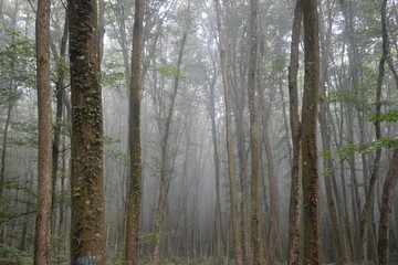 foggy morning in the forest