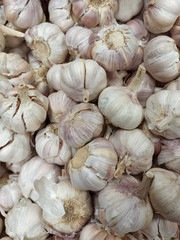 Garlic is a perennial herb. a species of the genus Onion of the Amaryllis family of the Onion subfamily, previously placed in the independent now abolished Onion family. A popular vegetable culture am