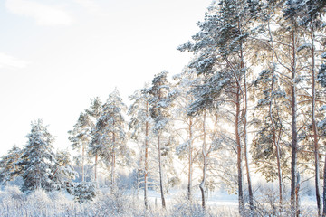 Beautiful snow firs in the sun. Russian winter