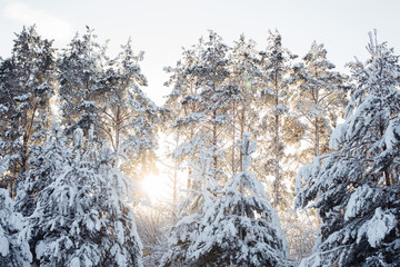 Beautiful snow firs in the sun. Russian winter