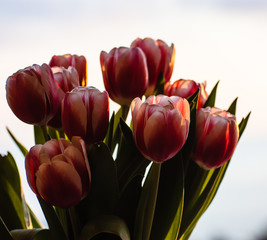 tulips celebration of the first spring flowers