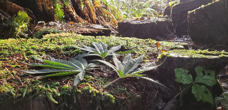 Cannabis Leaves in a Rainforest Shower_4