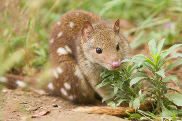 Naklejka na ściany i meble Cute Young Spotted Quoll
