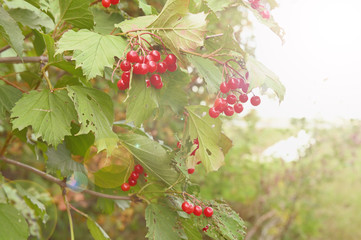 bush of red berries of viburnum