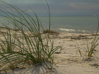 Close up of beach grass with ocean in the background