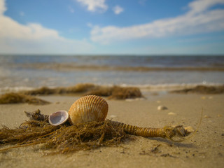 Seashells laying on sandy beach with ocean in the background