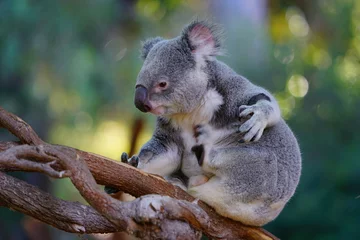 Foto op Plexiglas A koala on a eucalyptus gum tree in Australia © eqroy