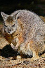 Naklejka premium Australian wallaby kangaroo at a park in Perth, Australia