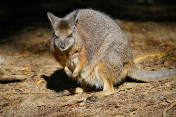 Australian wallaby kangaroo at a park in Perth, Australia