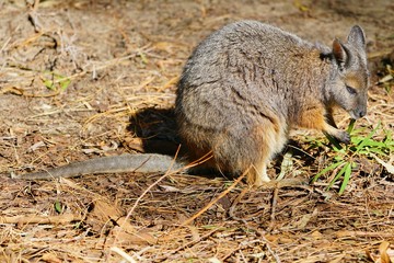 Australian wallaby kangaroo at a park in Perth, Australia