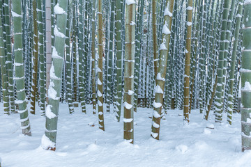 冬の竹林