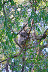 A koala sleeping on a eucalyptus gum tree in Australia