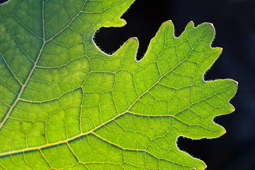 Close up shot of a leaf