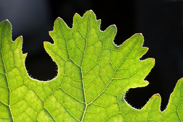 Close up shot of a leaf