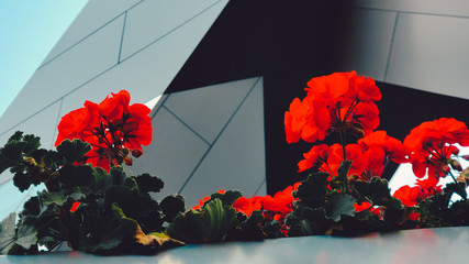red flowers on modern building