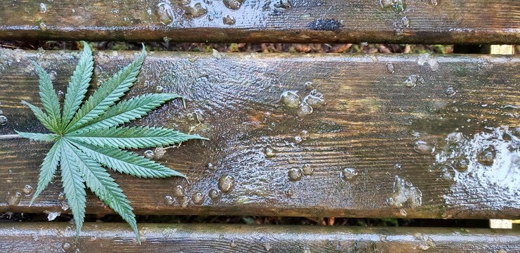 Cannabis Leaf on Wet Barnwood_Header 3