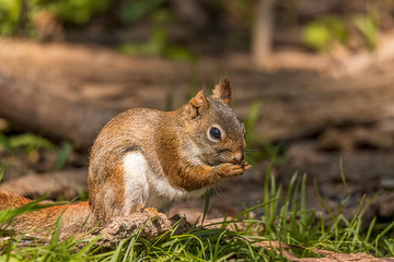 Naklejka na ściany i meble A beautiful American red squirrel feeding in the forest. 