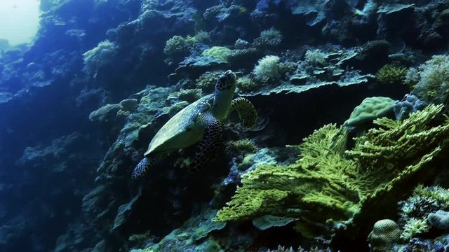 Sea turtle in Coral reef landscape, Palau