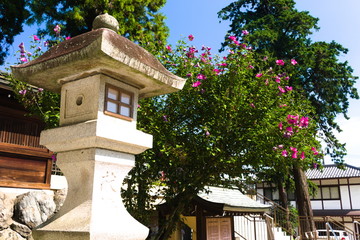 house in garden