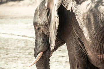 African elephant close up portrait