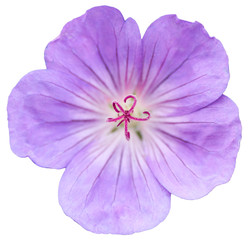 Obraz premium flower on isolated background