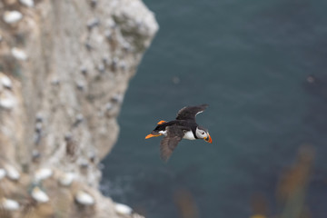 puffin in flight