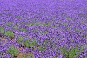 Obraz premium the landscape of furano in hokkaido, Japan