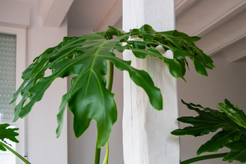 Swiss cheese plant  leaf