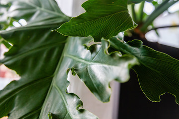 Swiss cheese plant  leaf