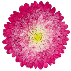 flower on isolated background