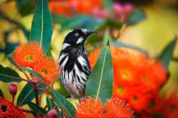 New Holland Honeyeater - Phylidonyris novaehollandiae - australian bird with yellow color in the wings feeding on the red bloom. Australia, Tasmania