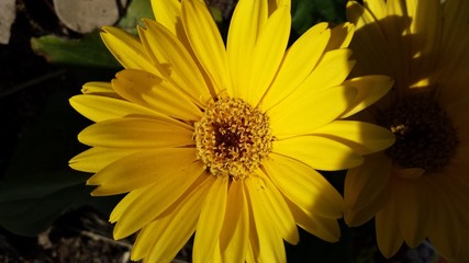 Yellow Gerbera daisy in bloom
