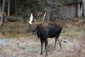 Naklejka na ściany i meble A lone large male moose