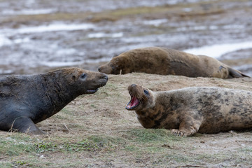 Fototapeta premium seal mating