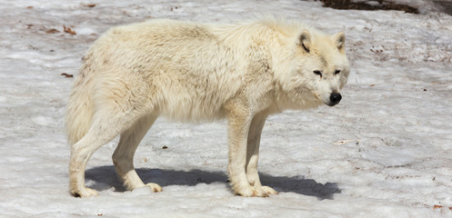 Naklejka na ściany i meble Arctic Wolf in winter