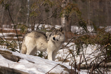 A lone gray wolf