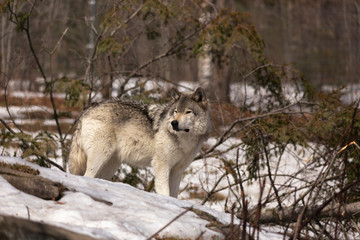 A lone gray wolf © Joe