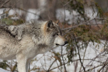 A lone gray wolf